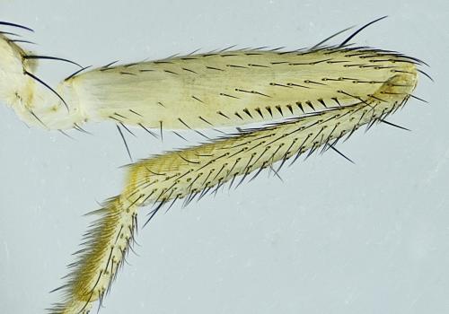 Drosophila immigrans